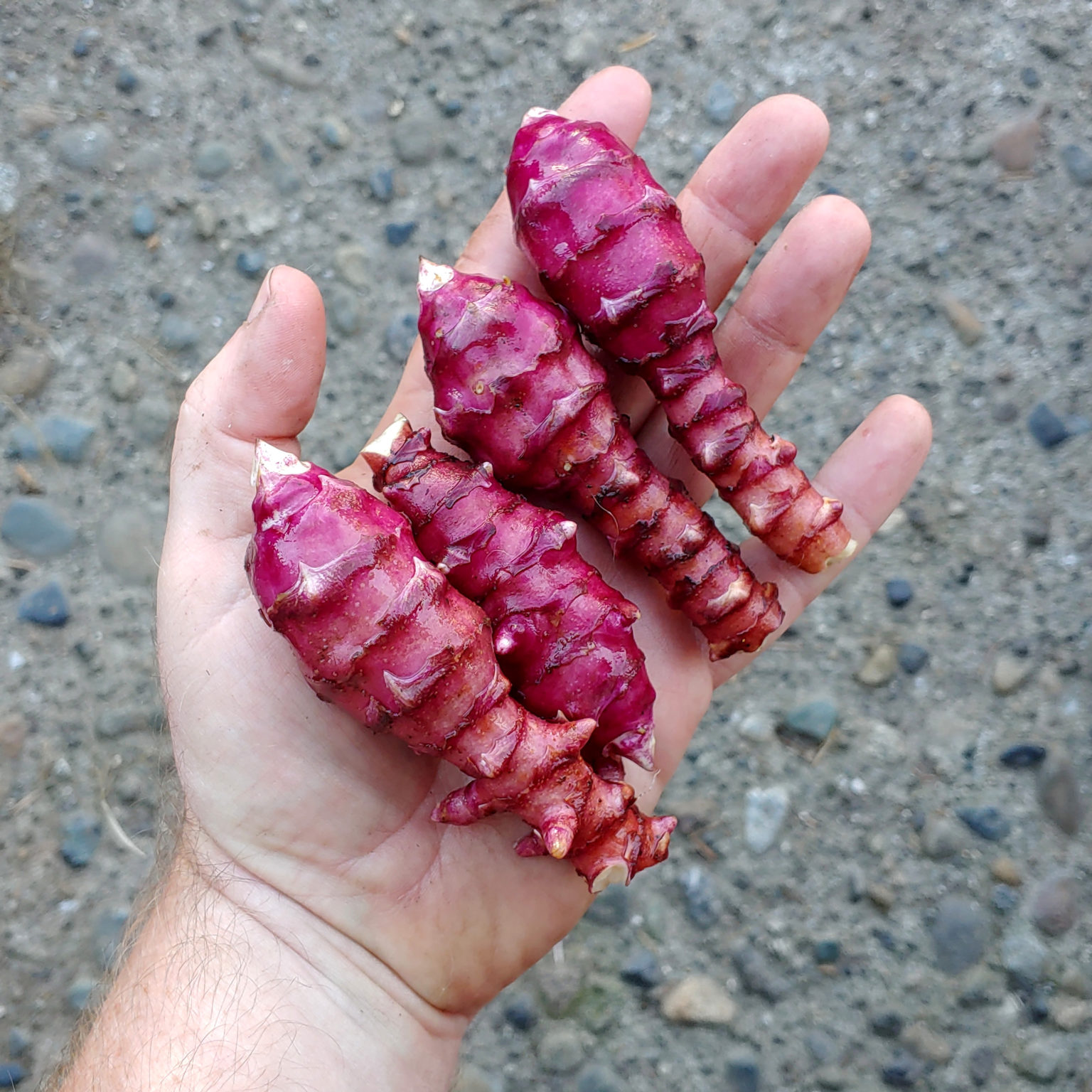 Tubers of the Jerusalem artichoke variety 'Dwarf'