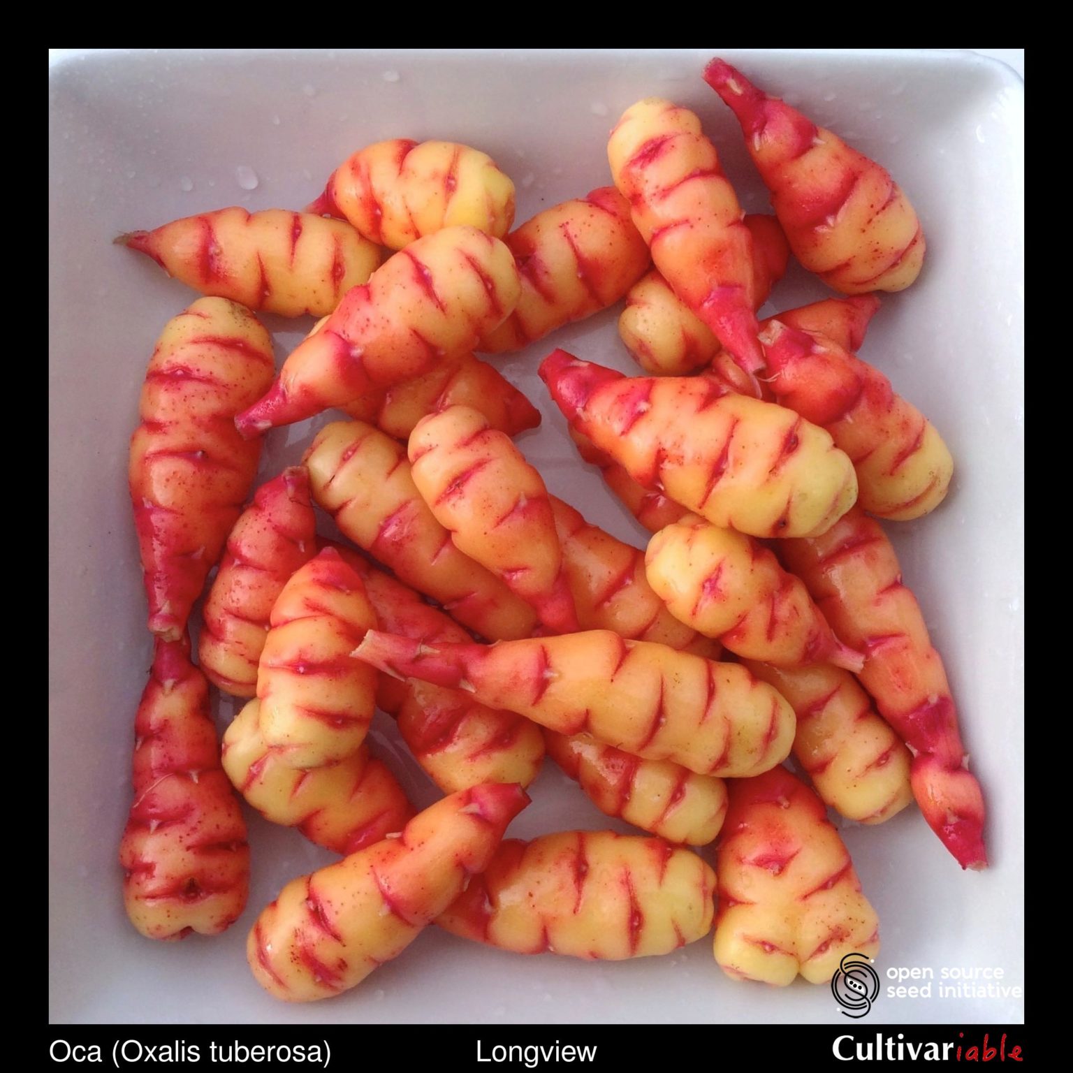 Tubers of the Cultivariable Original oca (Oxalis tuberosa) variety 'Longview'