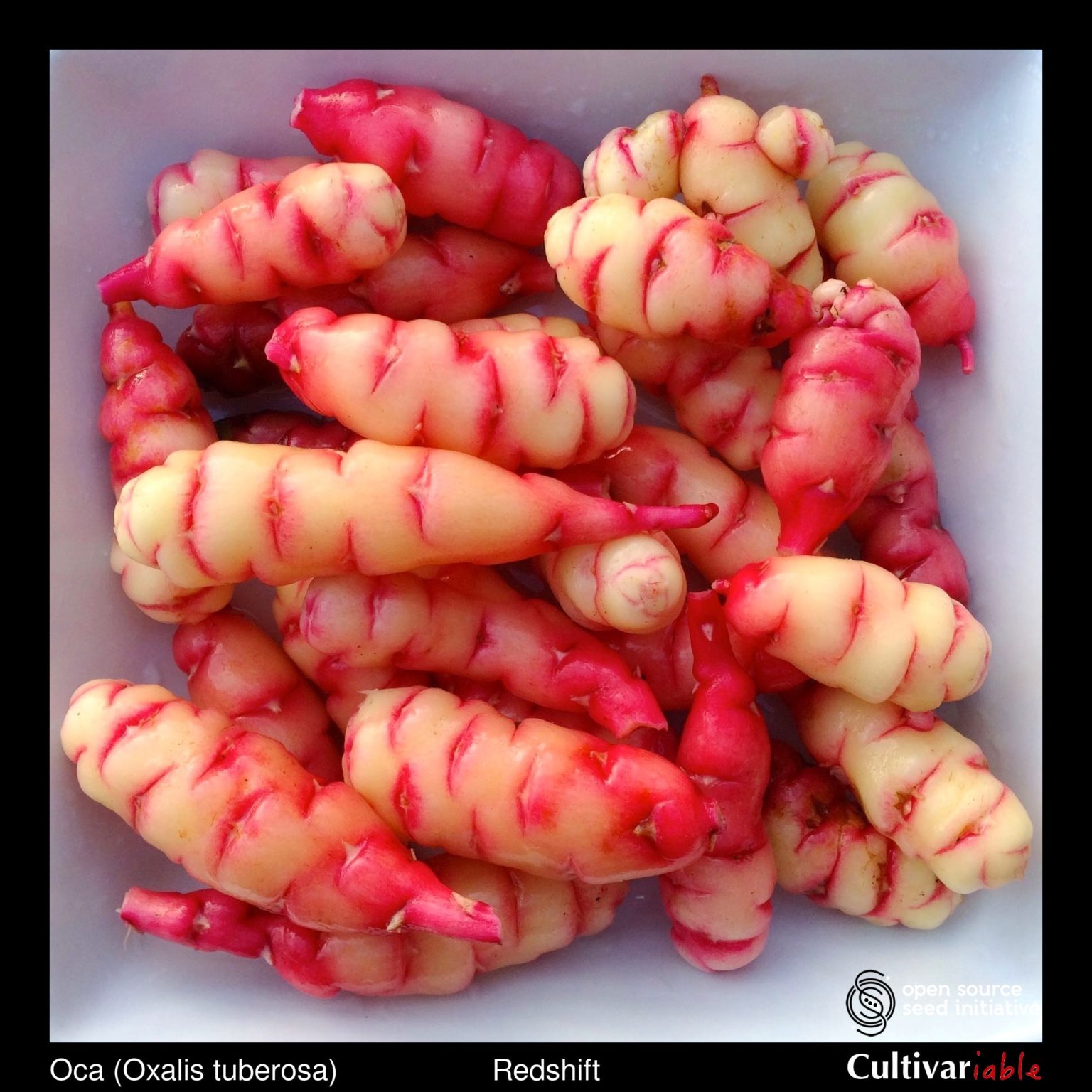 Tubers of the Cultivariable Original oca (Oxalis tuberosa) variety 'Redshift'