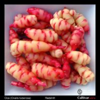 Tubers of the Cultivariable Original oca (Oxalis tuberosa) variety 'Redshift'