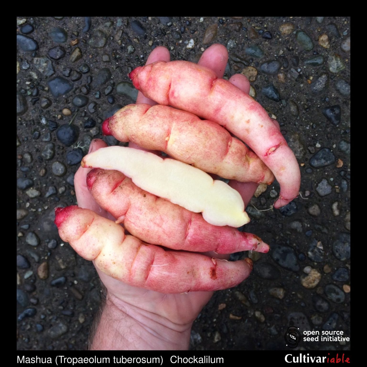 Tubers of the Cultivariable Original mashua (Tropaeolum tuberosum) variety 'Chockalilum'