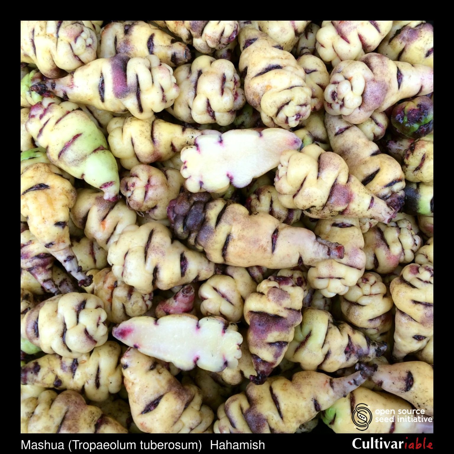 Tubers of the Cultivariable Original mashua (Tropaeolum tuberosum) variety 'Hahamish'