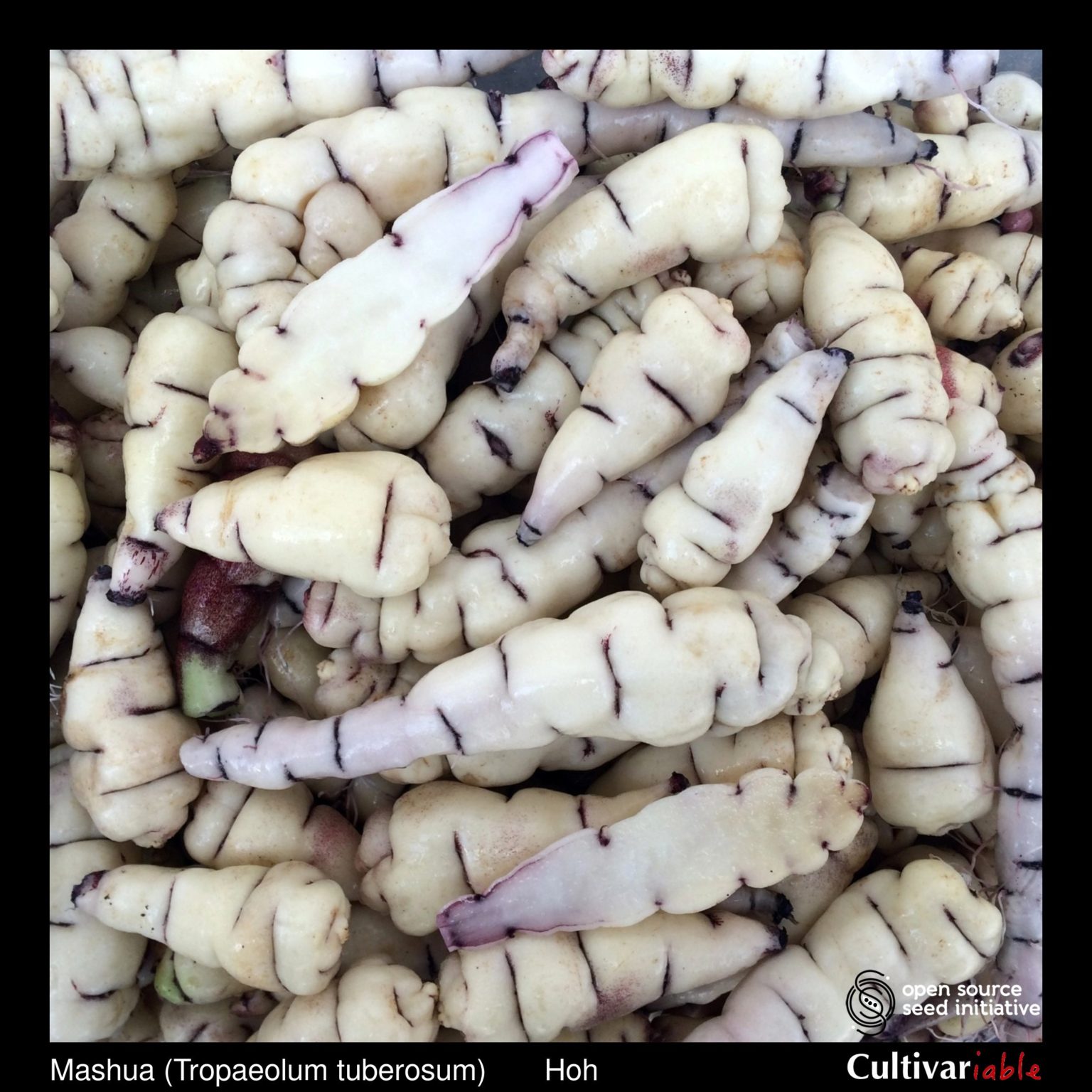 Tubers of the Cultivariable Original mashua (Tropaeolum tuberosum) variety 'Hoh'