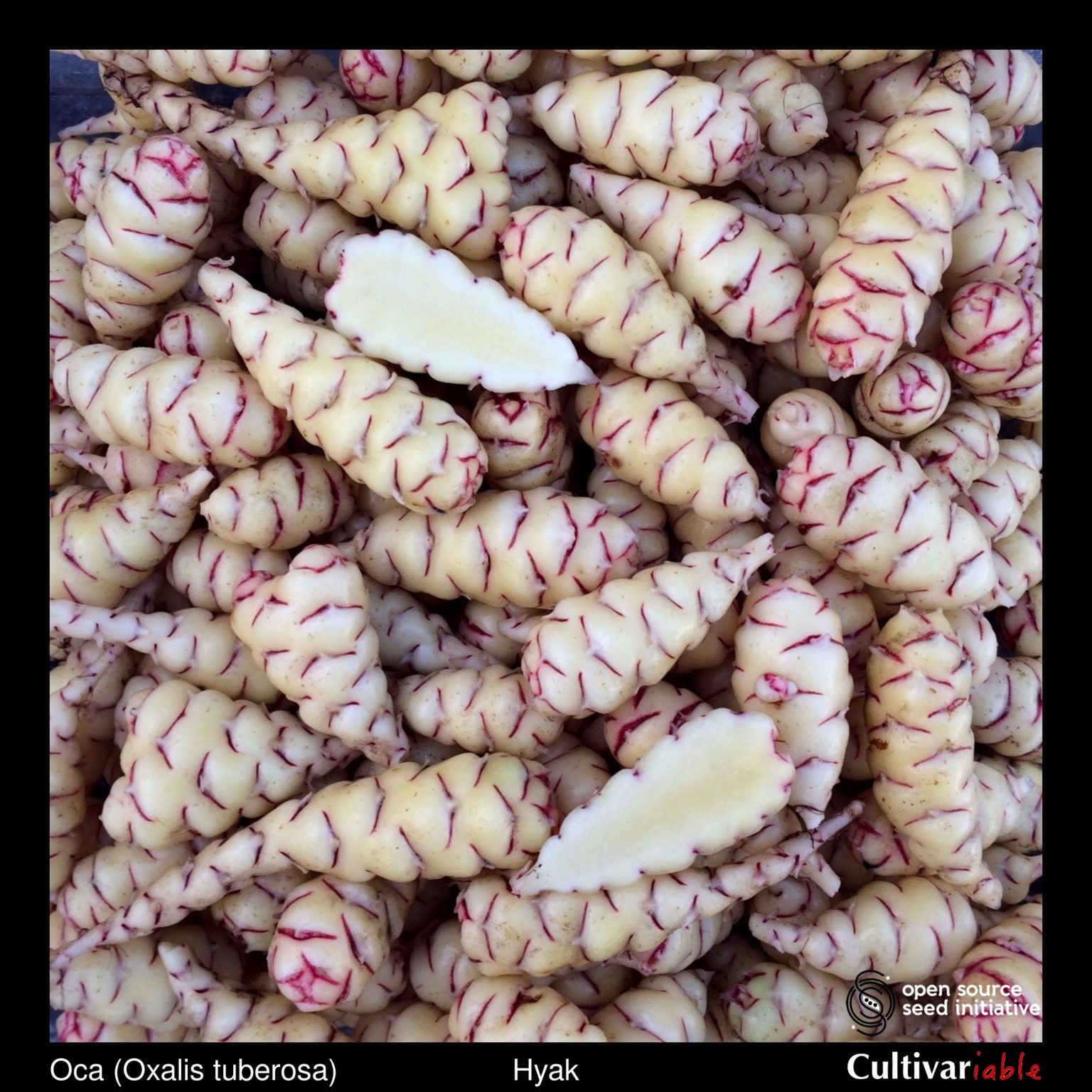 Tubers of the Cultivariable Original oca (Oxalis tuberosa) variety 'Hyak'