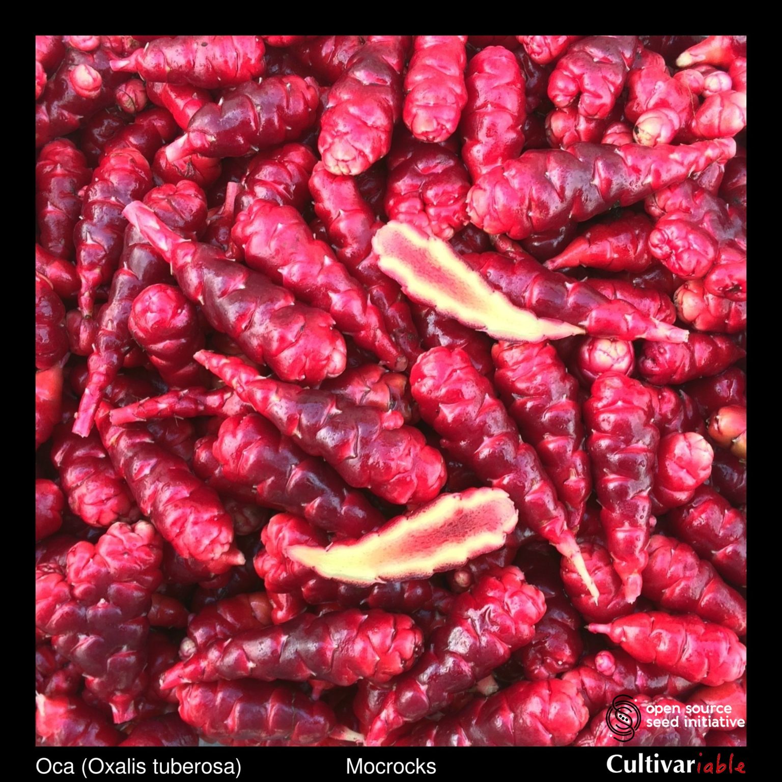 Tubers of the Cultivariable Original oca (Oxalis tuberosa) variety 'Mocrocks'