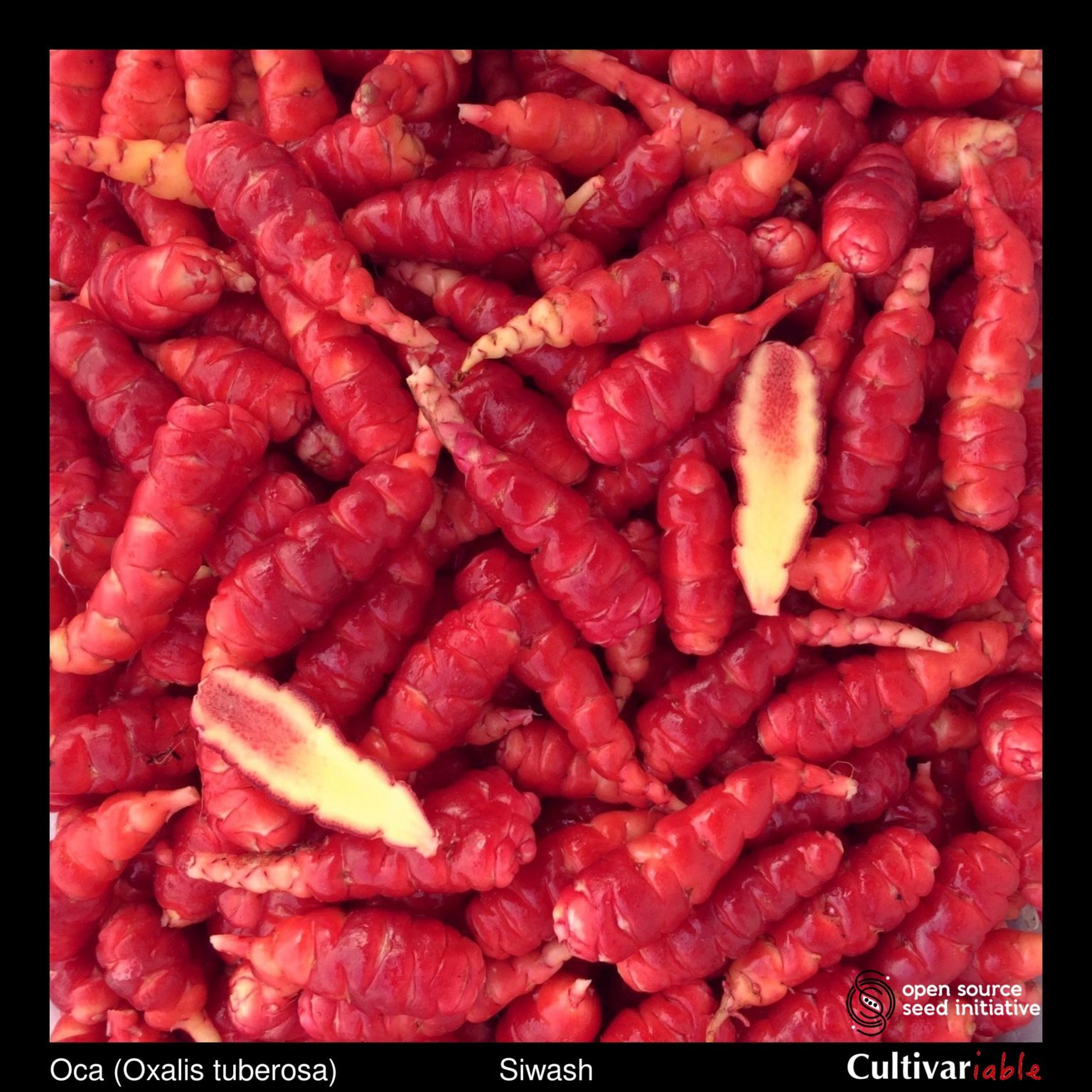 Tubers of the Cultivariable Original oca (Oxalis tuberosa) variety 'Siwash'
