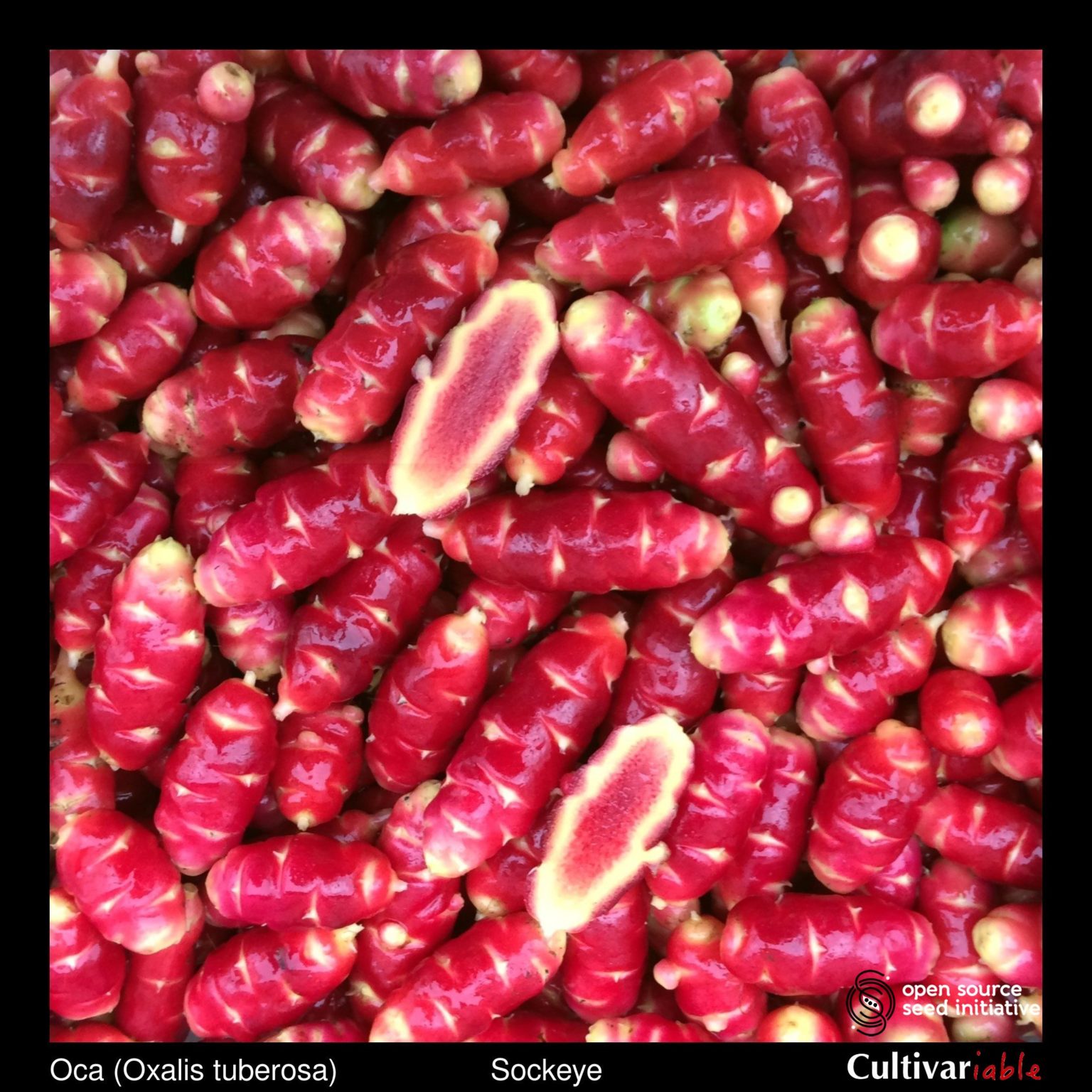 Tubers of the Cultivariable Original oca (Oxalis tuberosa) variety 'Sockeye'