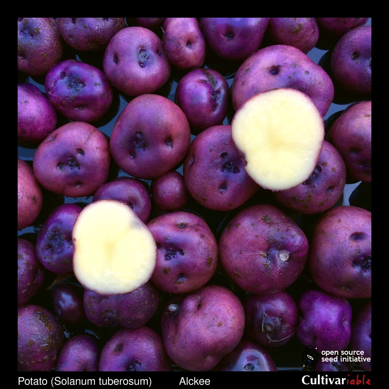 Tubers of the Cultivariable Original potato (Solanum tuberosum) variety 'Alckee'