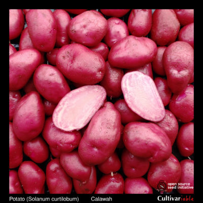 Tubers of the Cultivariable Original potato (Solanum curtilobum) variety 'Calawah'