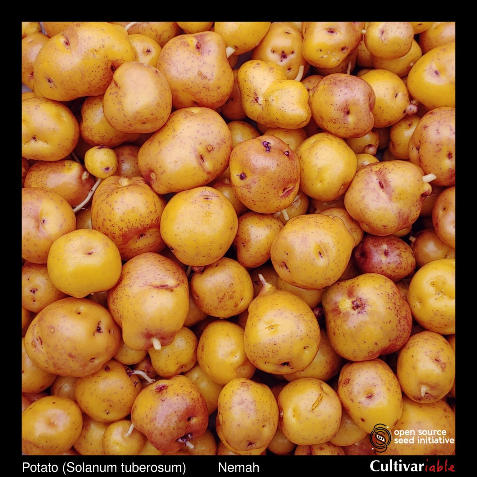 Tubers of the Cultivariable Original potato (Solanum tuberosum) variety 'Nemah'