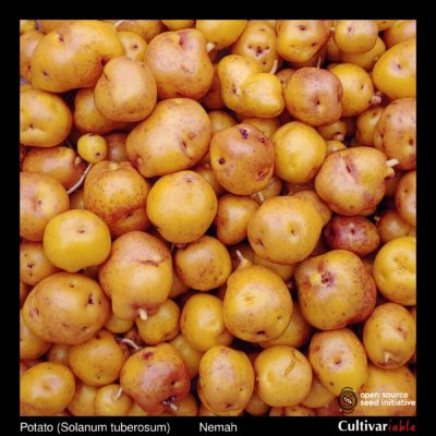 Tubers of the Cultivariable Original potato (Solanum tuberosum) variety 'Nemah'