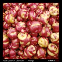 Tubers of the Peruvian heirloom potato (Solanum tuberosum) variety 'Pirampo'