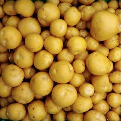 Tubers of the Tom Wagner potato (Solanum tuberosum) variety 'Skagit Valley Gold'