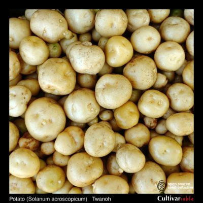 Tubers of the Cultivariable Original potato (Solanum acroscopicum) variety 'Twanoh'