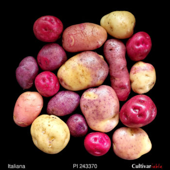 Tubers of the USDA potato accession PI 243370