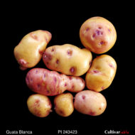 Tubers of the USDA potato accession PI 243423