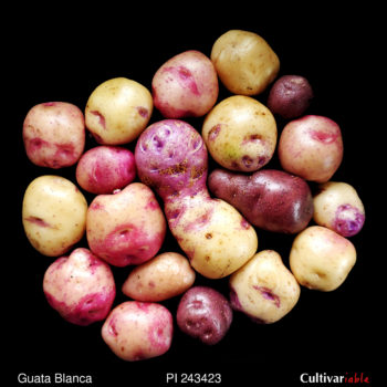 Tubers of the USDA potato accession PI 243423