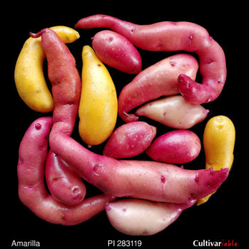 Tubers of the USDA potato accession PI 283119