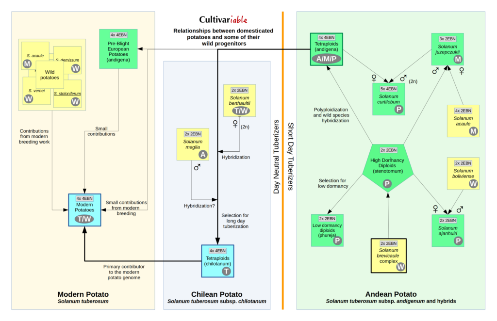 Relationships Between Domesticated Potatoes and Some of Their Wild Progenitors