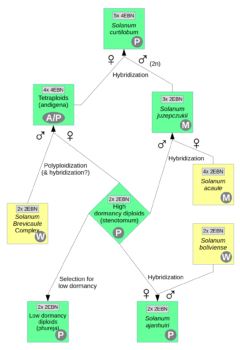 Relationships Between Andean Domesticated Potatoes