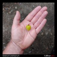 Berry of the wild potato species Solanum andreanum