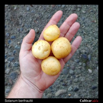 Tubers of the wild potato species Solanum berthaultii