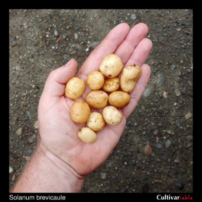 Tubers of the wild potato species Solanum brevicaule
