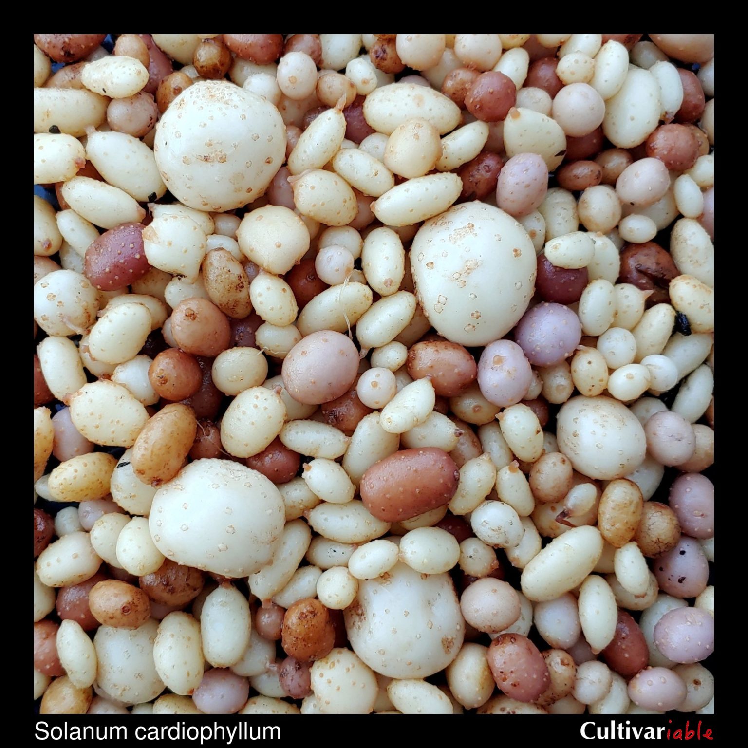 Tubers of the wild potato species Solanum cardiophyllum