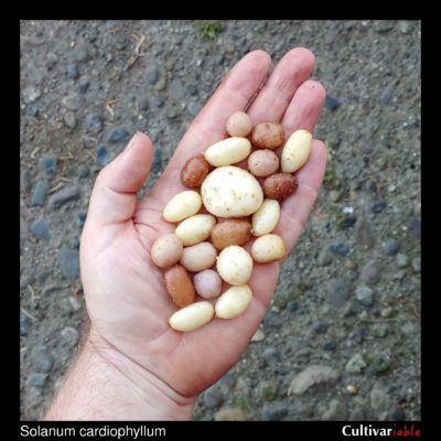Tubers of the wild potato species Solanum cardiophyllum