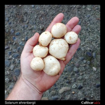 Tubers of the wild potato species Solanum ehrenbergii