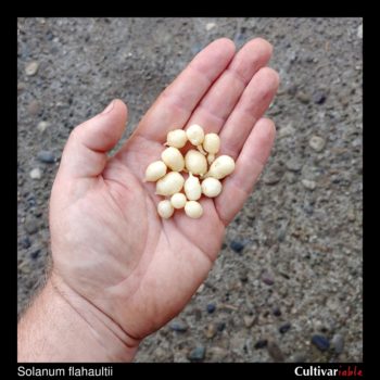 Tubers of the wild potato species Solanum flahaultii