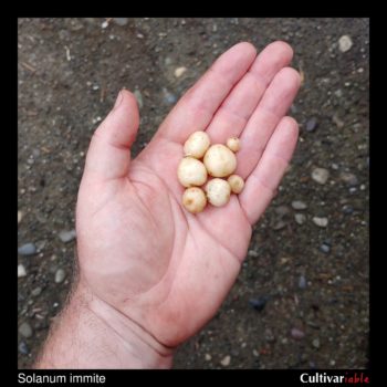 Tubers of the wild potato species Solanum immite