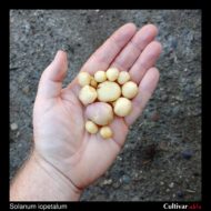 Tubers of the wild potato species Solanum iopetalum