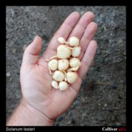 Tubers of the wild potato species Solanum lesteri
