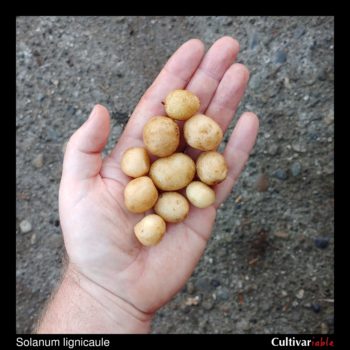 Tubers of the wild potato species Solanum lignicaule