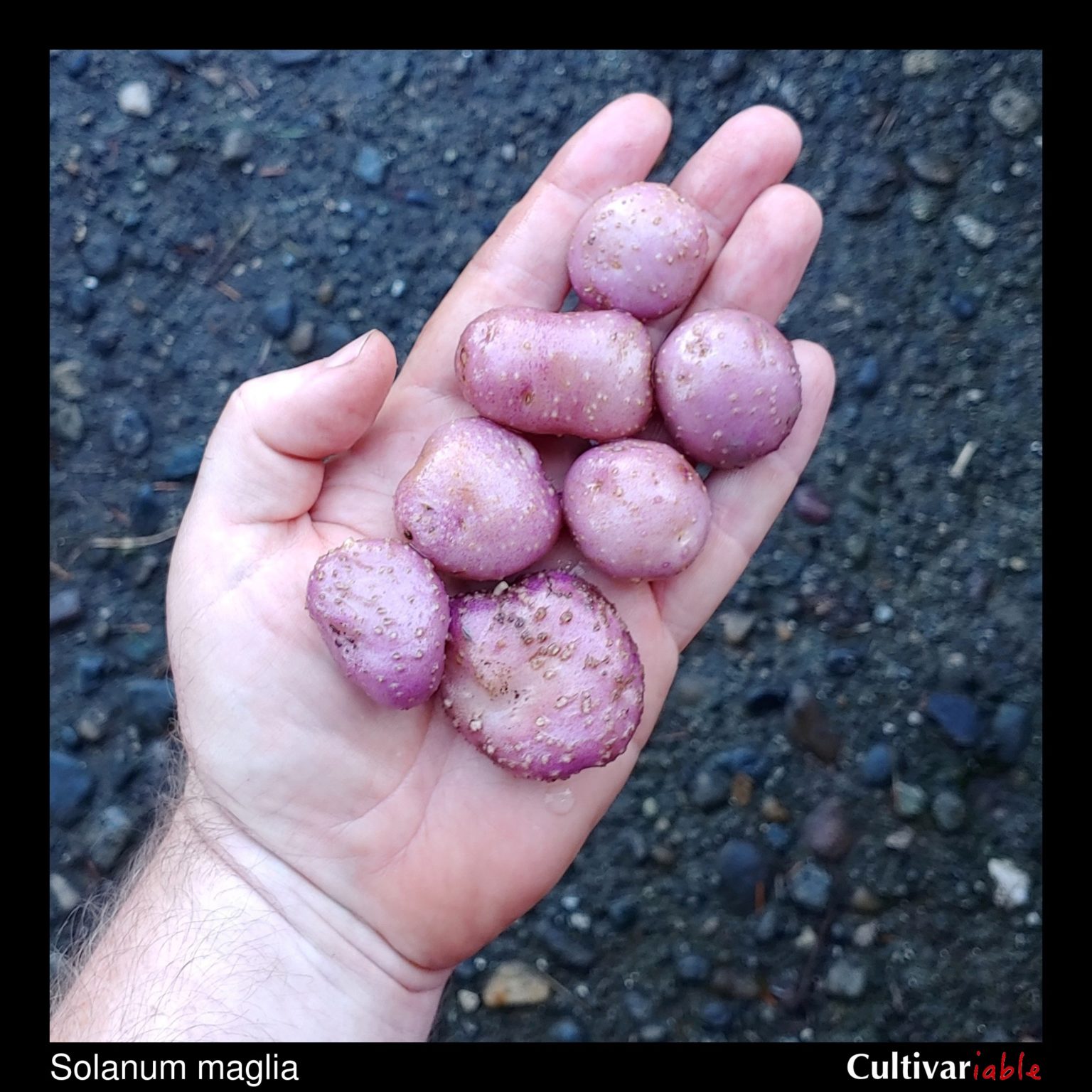 Tubers of the wild potato species Solanum maglia