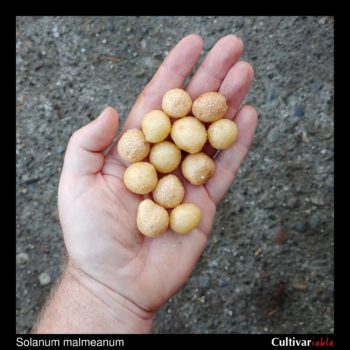 Tubers of the wild potato species Solanum malmeanum