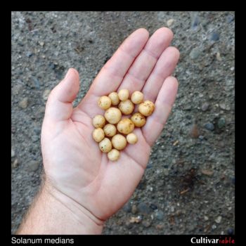 Tubers of the wild potato species Solanum medians