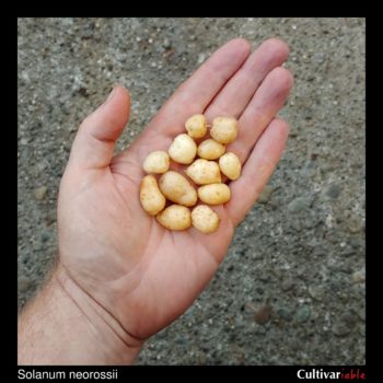 Tubers of the wild potato species Solanum neorossii