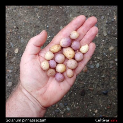 Tubers of the wild potato species Solanum pinnatisectum