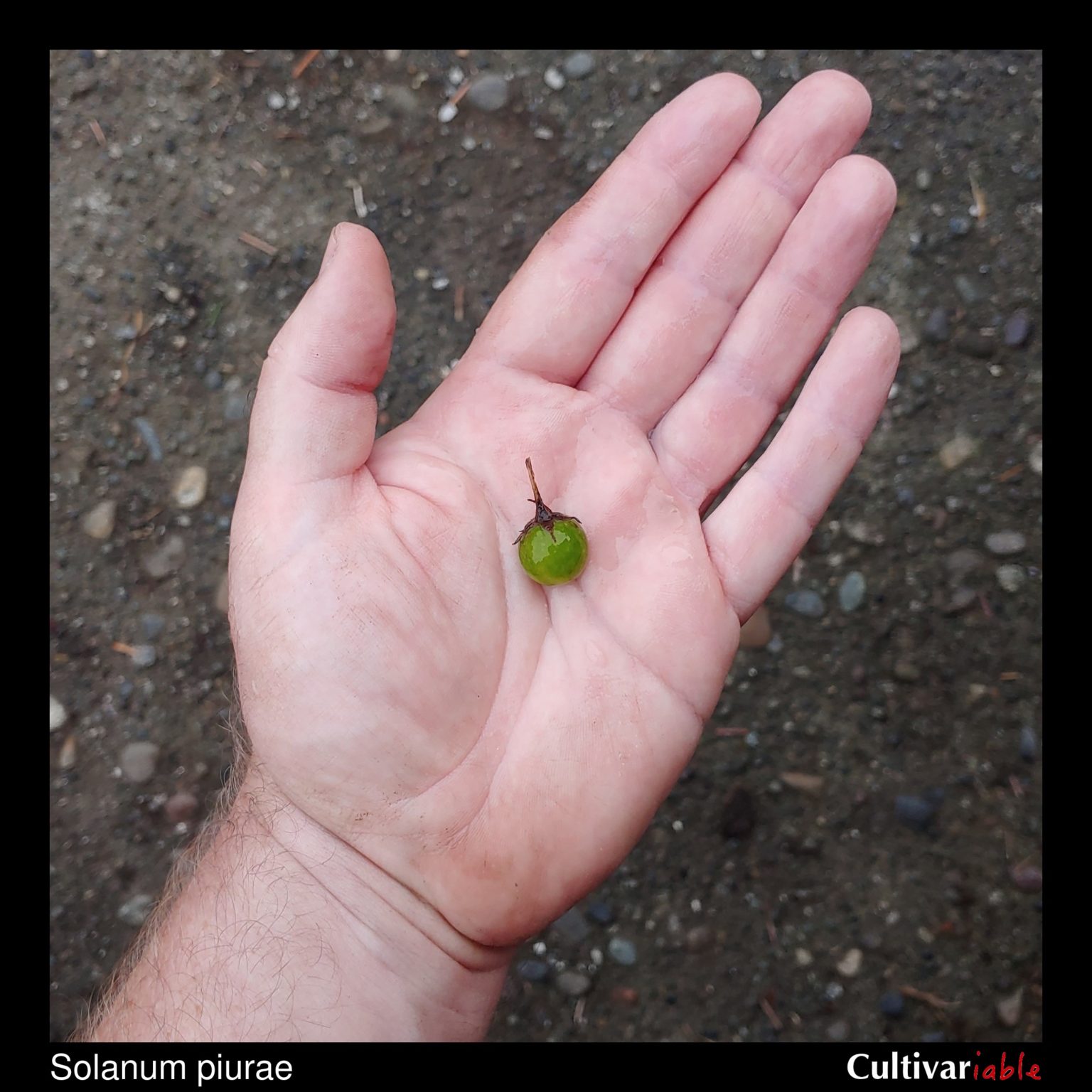 Berry of the wild potato species Solanum piurae