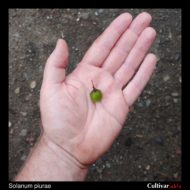 Berry of the wild potato species Solanum piurae