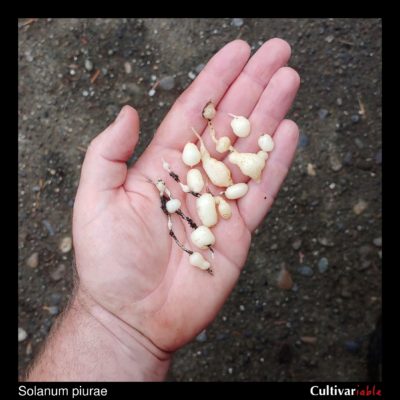 Tubers of the wild potato species Solanum piurae