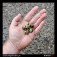 Berries of the wild potato species Solanum polyadenium