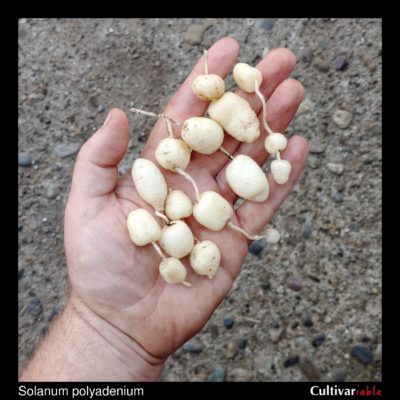 Tubers of the wild potato species Solanum polyadenium