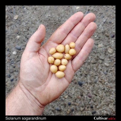 Tubers of the wild potato species Solanum sogarandinum