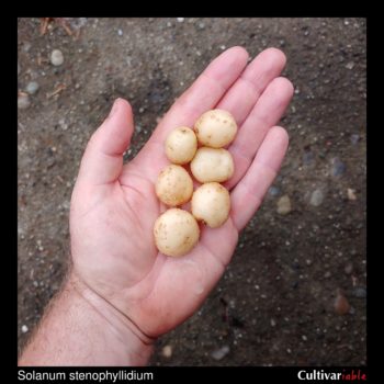 Tubers of the wild potato species Solanum stenophyllidium