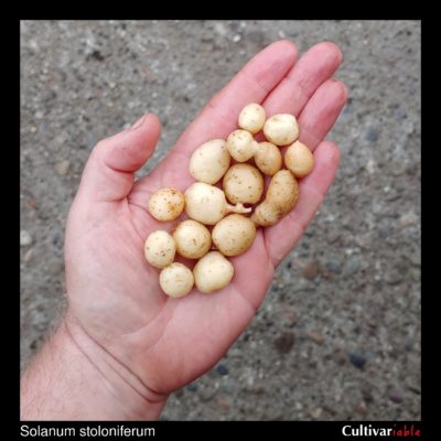 Tubers of the wild potato species Solanum stoloniferum