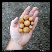 Tubers of the wild potato species Solanum vernei