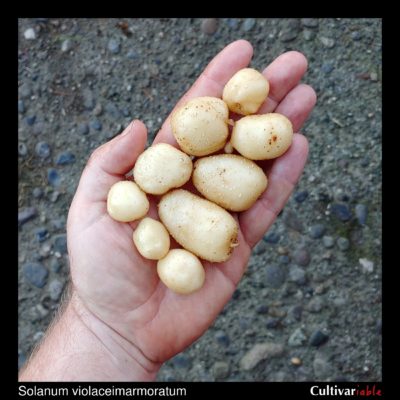 Tubers of the wild potato species Solanum violaceimarmoratum